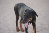Dobie (Milhouse), a male Doberman Pinscher for sale in Maricopa, AZ – 5 of 10
