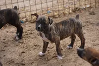 Midnight Brindle M, a male American Mastiff for sale in Maricopa, AZ – 10 of 10