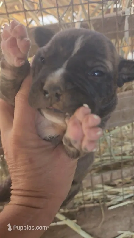 Midnight Brindle M – American Mastiff puppy for sale in Maricopa, AZ