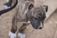 Midnight Brindle M, a male American Mastiff for sale in Maricopa, AZ – 4 of 10