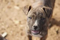 Midnight Brindle M, a male American Mastiff for sale in Maricopa, AZ – 6 of 10