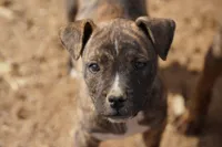 Midnight Brindle M, a male American Mastiff for sale in Maricopa, AZ – 1 of 10