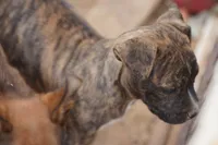 Midnight Brindle M, a male American Mastiff for sale in Maricopa, AZ – 5 of 10