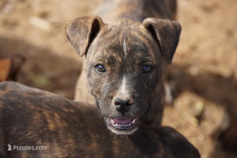 Midnight Brindle M – American Mastiff puppy for sale in Maricopa, AZ