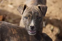 Midnight Brindle M, a male American Mastiff for sale in Maricopa, AZ – 3 of 10