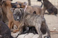 Midnight Brindle M, a male American Mastiff for sale in Maricopa, AZ – 2 of 10