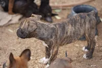 Midnight Brindle M, a male American Mastiff for sale in Maricopa, AZ – 9 of 10