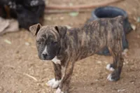 Midnight Brindle M, a male American Mastiff for sale in Maricopa, AZ – 8 of 10
