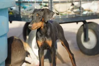 Dobie (Blk F1), a female Doberman Pinscher for sale in Maricopa, AZ – 3 of 8