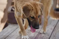 Tiscar Farm Dog (Cali), a female Akita and McNab Shepherd for sale in Maricopa, AZ – 3 of 5