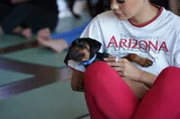 Romeo, a male Rottweiler for sale in Maricopa, AZ – 9 of 10