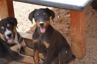 Milhouse, a male Doberman Pinscher for sale in Maricopa, AZ – 4 of 10
