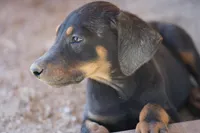 Milhouse, a male Doberman Pinscher for sale in Maricopa, AZ – 10 of 10