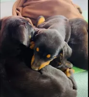 Dorian Blk M, a male Doberman Pinscher for sale in Maricopa, AZ – Photo 3 of 6