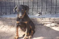 Milhouse, a male Doberman Pinscher for sale in Maricopa, AZ – 8 of 10