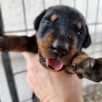 Dorian Blk M, a male Doberman Pinscher for sale in Maricopa, AZ – Photo 5 of 6