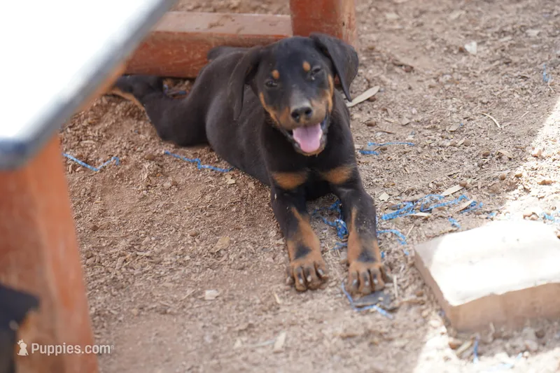 Dorian Blk M – Doberman Pinscher puppy for sale in Maricopa, AZ