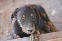 Milhouse, a male Doberman Pinscher for sale in Maricopa, AZ – 9 of 10