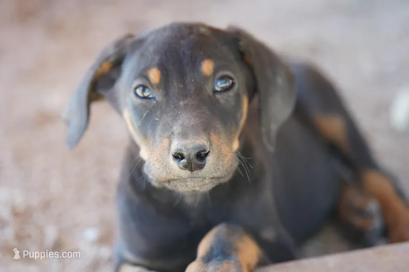 Milhouse – Doberman Pinscher puppy for sale in Maricopa, AZ