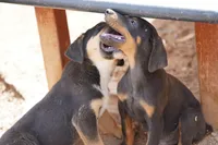 Milhouse, a male Doberman Pinscher for sale in Maricopa, AZ – 5 of 10