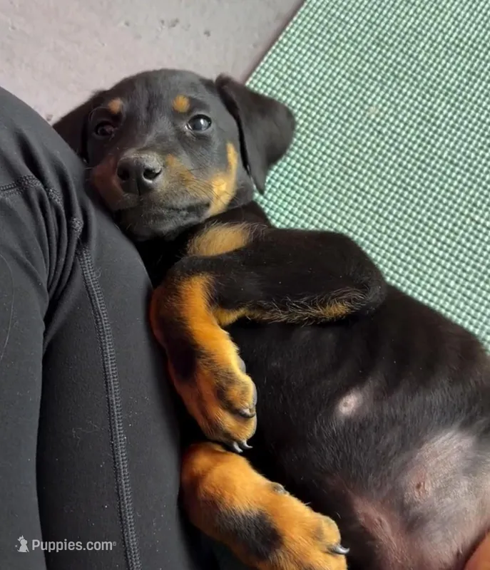Dorian Blk M – Doberman Pinscher puppy for sale in Maricopa, AZ