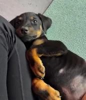 Dorian Blk M, a male Doberman Pinscher for sale in Maricopa, AZ – Photo 1 of 6