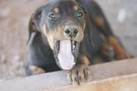 Milhouse, a male Doberman Pinscher for sale in Maricopa, AZ – 7 of 10