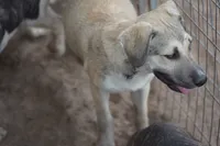 Bansky (B3), a female Siberian Husky and American Mastiff for sale in Maricopa, AZ – 8 of 10