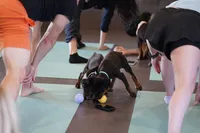 Light Blue Collar, a male Rottweiler for sale in Maricopa, AZ – 2 of 3