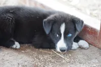 McNabsky F blu eye, a female Siberian Husky and McNab Shepherd for sale in Maricopa, AZ – 4 of 10