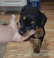 Lucy, a female Rottweiler for sale in Maricopa, AZ – 2 of 10