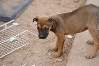 Midnight Fawn F, a female American Mastiff for sale in Maricopa, AZ – 8 of 10