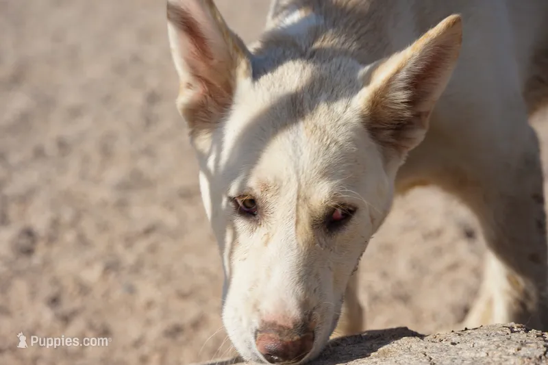 Toes M Cream – Akita, McNab Shepherd puppy for sale in Maricopa, AZ