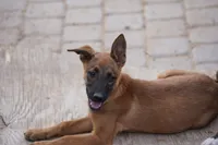 Malinois M, a male Belgian Malinois for sale in Maricopa, AZ – 10 of 10