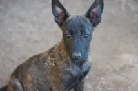 Dutch F Pink, a female Dutch Shepherd for sale in Maricopa, AZ – 4 of 10