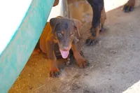 Dobie Red M, a male Doberman Pinscher for sale in Maricopa, AZ – 4 of 4