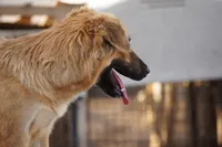 Tiscar Farm Dog (Cali), a female Akita and McNab Shepherd for sale in Maricopa, AZ – 2 of 5