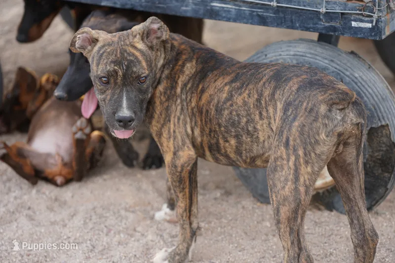 Bandogge (BrindM) – American Mastiff puppy for sale in Maricopa, AZ