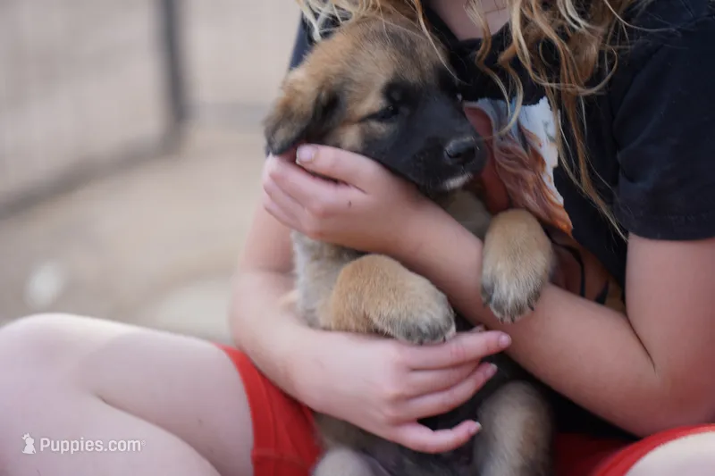 McNabsky M sable – Siberian Husky, McNab Shepherd puppy for sale in Maricopa, AZ