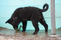 Toes M Black, a male Akita and McNab Shepherd for sale in Maricopa, AZ – Photo 7 of 10