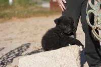 Toes F Black, a female Akita and McNab Shepherd for sale in Maricopa, AZ – Photo 6 of 9