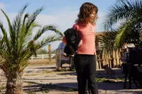 Toes F Black, a female Akita and McNab Shepherd for sale in Maricopa, AZ – Photo 4 of 9