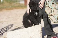 Toes F Black, a female Akita and McNab Shepherd for sale in Maricopa, AZ – Photo 2 of 9