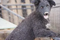 Toes M Black, a male Akita and McNab Shepherd for sale in Maricopa, AZ – Photo 4 of 10