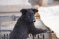 Toes M Black, a male Akita and McNab Shepherd for sale in Maricopa, AZ – Photo 10 of 10