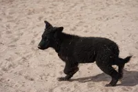 Toes M Black, a male Akita and McNab Shepherd for sale in Maricopa, AZ – Photo 8 of 10