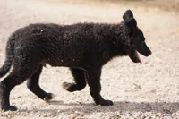 Toes M Black, a male Akita and McNab Shepherd for sale in Maricopa, AZ – Photo 6 of 10