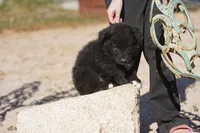 Toes F Black, a female Akita and McNab Shepherd for sale in Maricopa, AZ – Photo 1 of 9