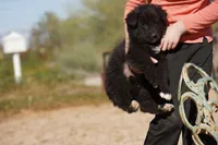 Toes F Black, a female Akita and McNab Shepherd for sale in Maricopa, AZ – Photo 3 of 9