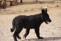 Toes M Black, a male Akita and McNab Shepherd for sale in Maricopa, AZ – Photo 2 of 10